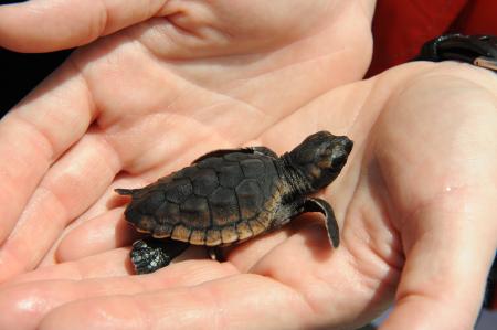 Tips For Handling A Baby Turtle: Safety And Proper Techniques