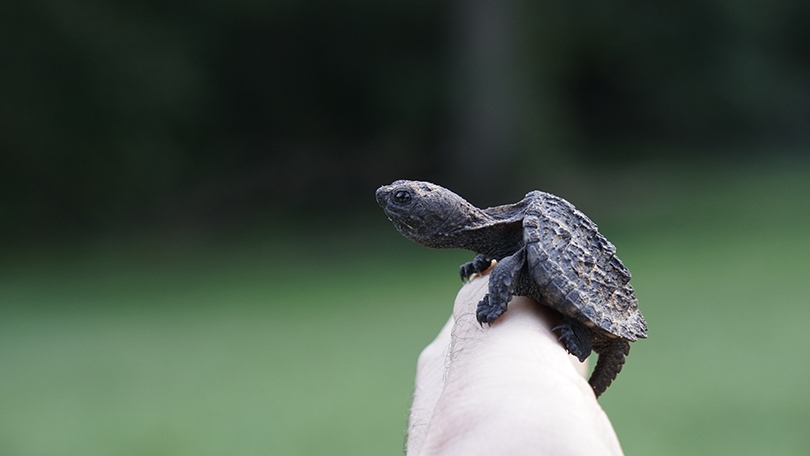 Tips For Handling A Baby Turtle: Safety And Proper Techniques