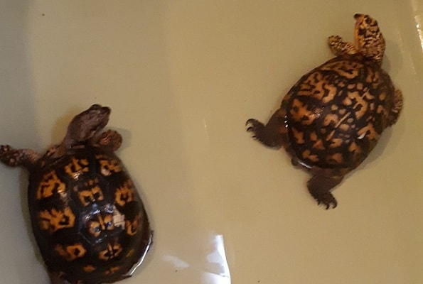 Tips For Keeping Multiple Turtles In The Same Habitat