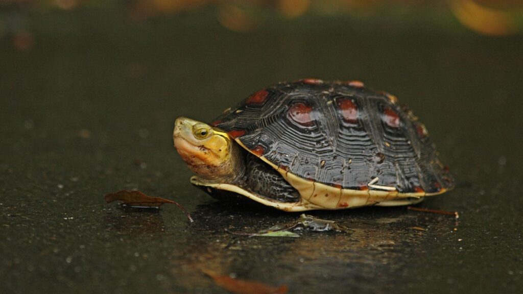 Tips For Preventing And Treating Common Fungal Infections In Turtles