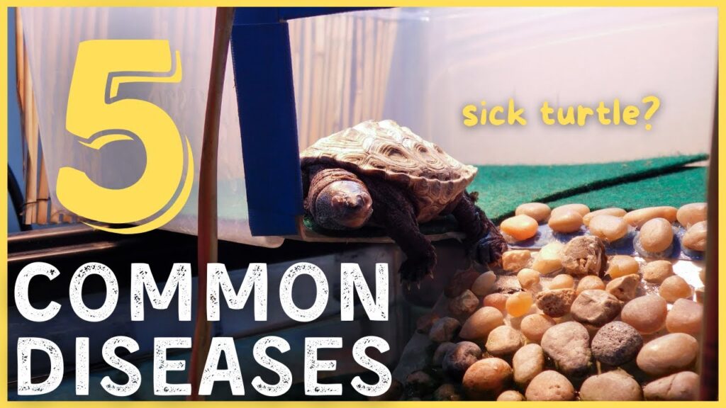 Tips For Preventing And Treating Common Fungal Infections In Turtles