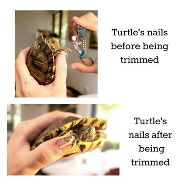 Tips For Properly Handling And Trimming A Turtles Nails