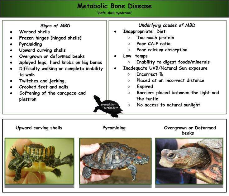 Tips For Recognizing And Preventing Metabolic Bone Disease In Turtles