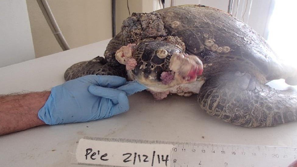 Tips For Recognizing And Treating Common Viral Diseases In Turtles