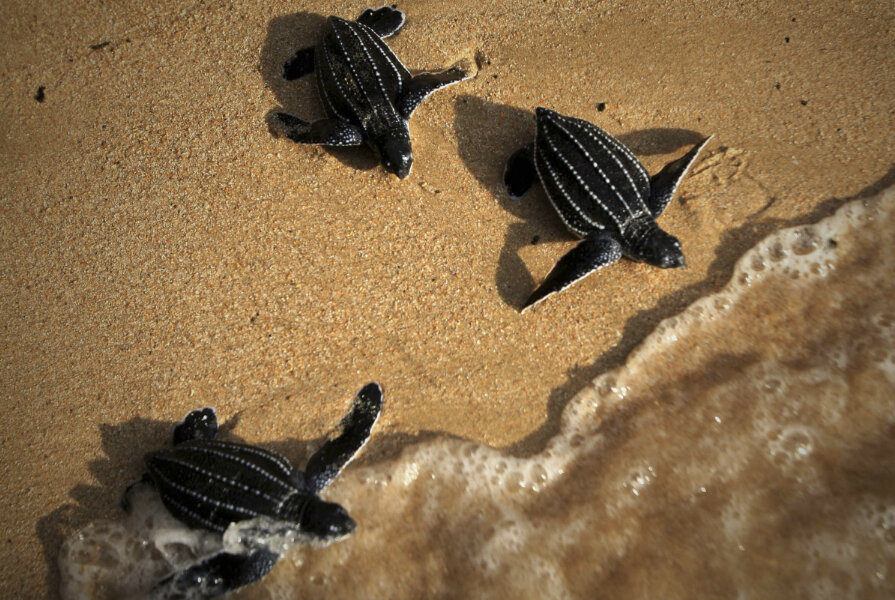 Tips For Reducing Stress In Baby Turtles: Creating A Calming Environment