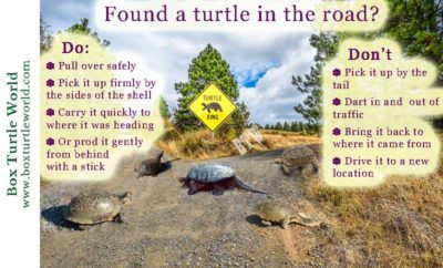 Tips For Traveling With Your Pet Turtle: Dos And Donts