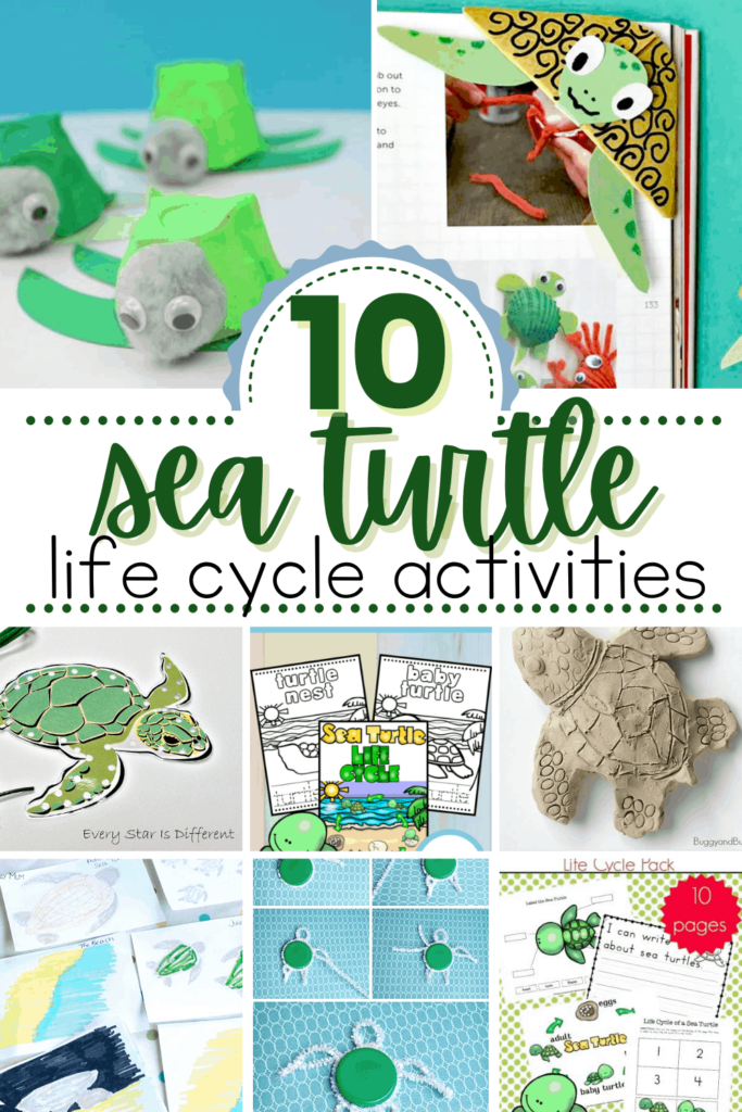 Training Baby Turtles: Basic Commands And Enrichment Exercises