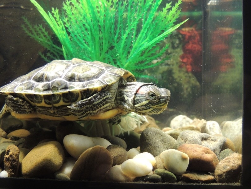 Training Baby Turtles: Basic Commands And Enrichment Exercises