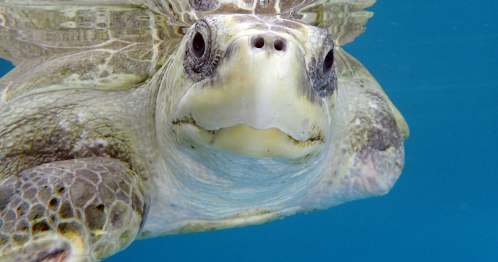 Turtle Adoption: Finding A Forever Home For Rescued Turtles