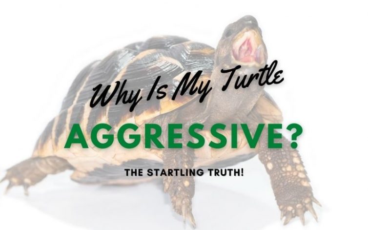Turtle Aggression: Understanding Territorial Behavior And How To Handle It