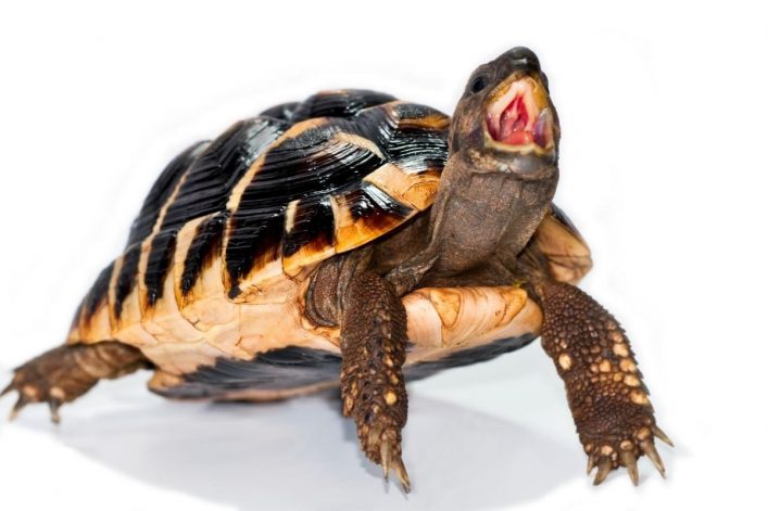 Turtle Aggression: Understanding Territorial Behavior And How To Handle It