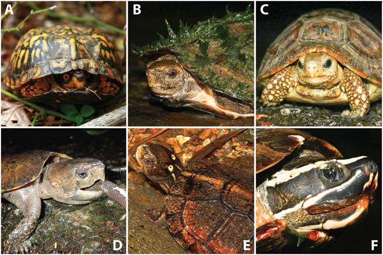 Turtle Breeds And Morphs: Exploring The World Of Turtle Genetics