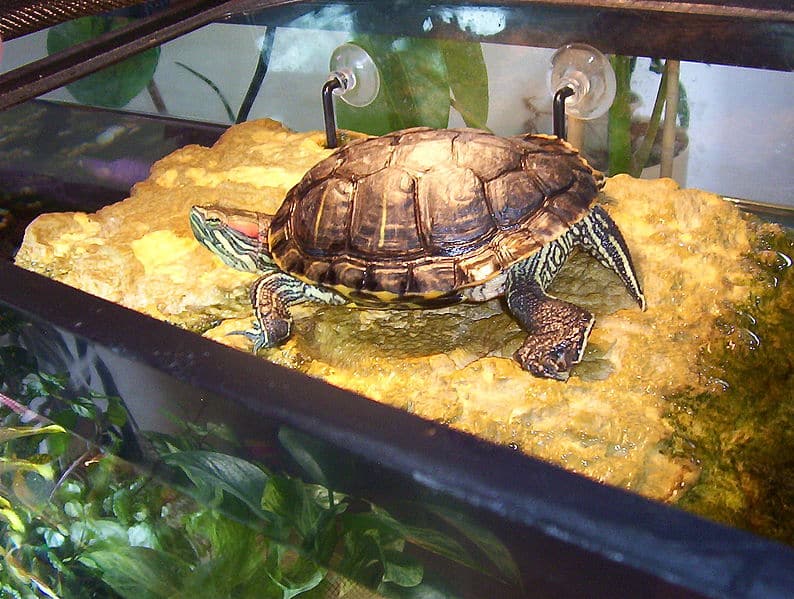 Turtle Enclosures: Indoor Vs. Outdoor Setups - Pros And Cons