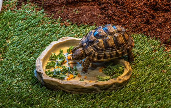 Turtle Enclosures: Indoor Vs. Outdoor Setups - Pros And Cons