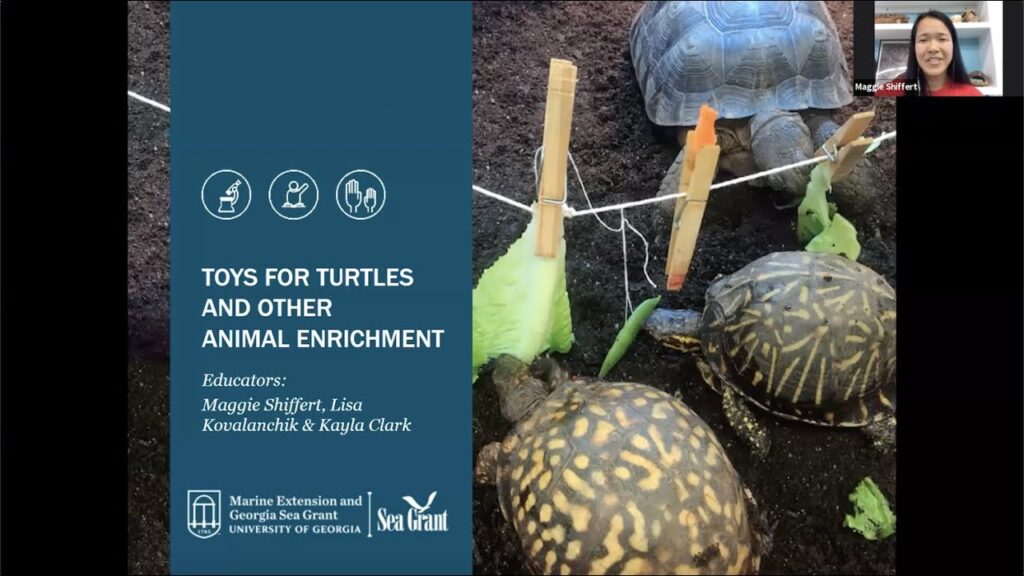 Turtle Enrichment: Stimulating Activities For A Happy Turtle
