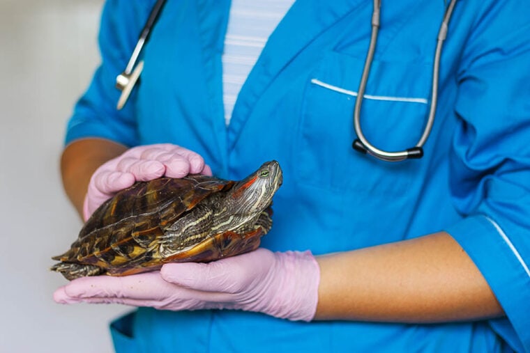 Turtle Health Check: Regular Examinations For Early Detection