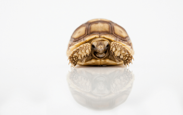 Turtle Hibernation: Understanding The Process And Safety Measures