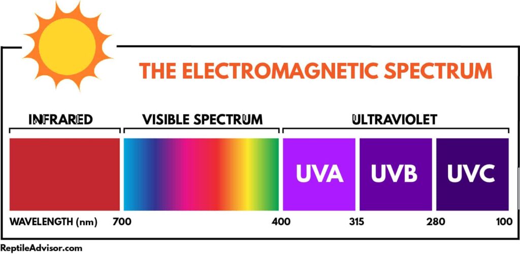 Turtle Lighting Guide: UVA