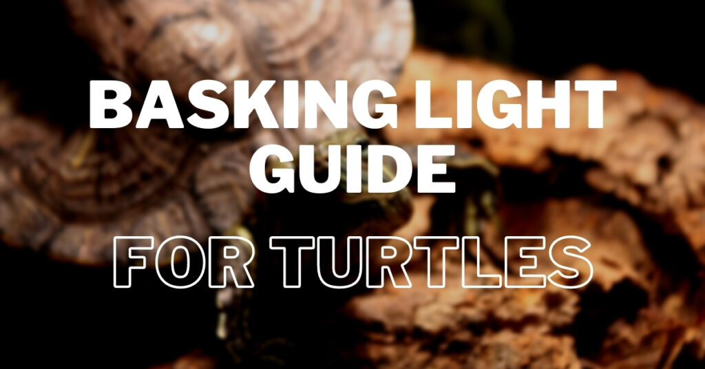 Turtle Lighting Guide: UVA