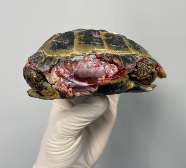 Turtle Shell Injuries: Causes