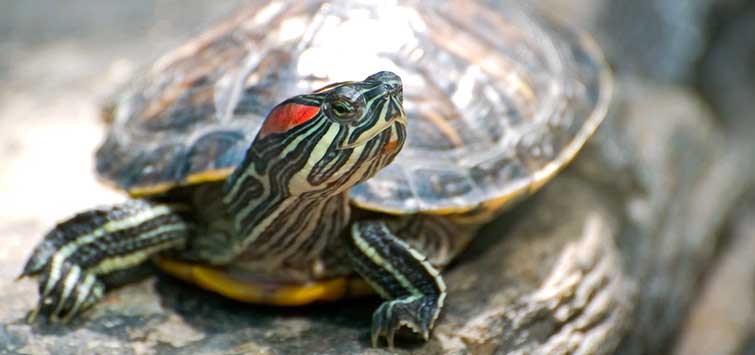 Turtle Species Spotlight: Getting To Know The Red-Eared Slider