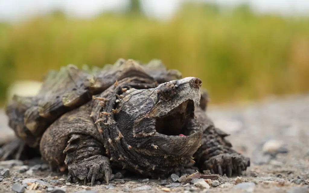 Turtle Species Spotlight: The Alligator Snapping Turtle - Fascinating Facts And Care