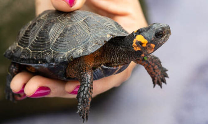 Turtle Species Spotlight: The Bog Turtle – Conservation Importance And Habitat Needs