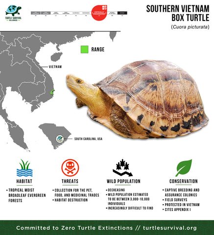 Turtle Species Spotlight: The Box Turtle – Characteristics And Care