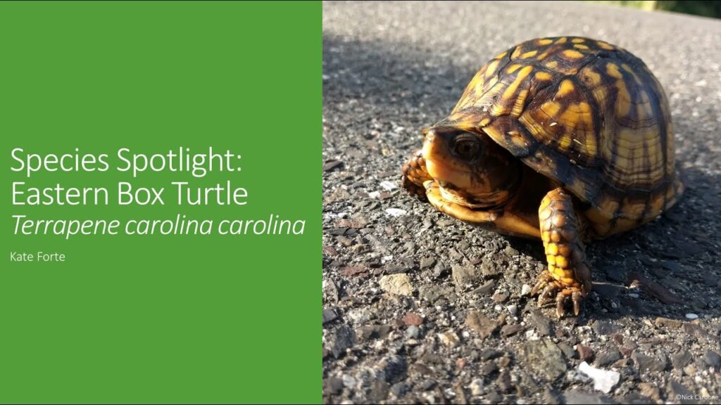 Turtle Species Spotlight: The Box Turtle - Characteristics And Care