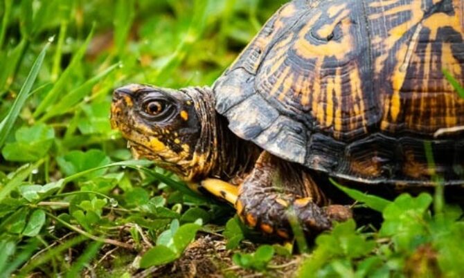 Turtle Species Spotlight: The Eastern Box Turtle - Unique Traits And Care Guidelines