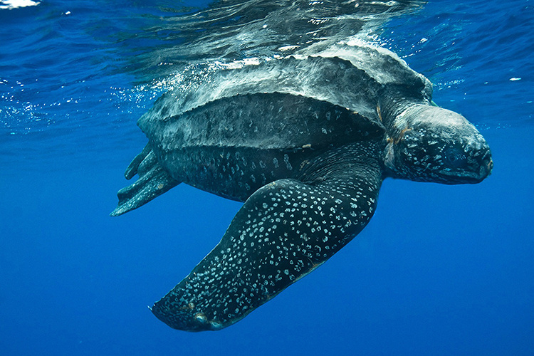 Turtle Species Spotlight: The Leatherback Sea Turtle – Fascinating Adaptations And Threats