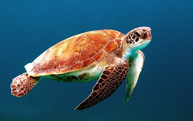 Turtle Species Spotlight: The Loggerhead Sea Turtle - Conservation Efforts And Challenges