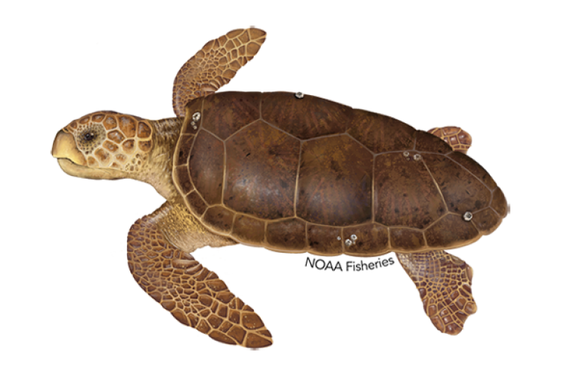 Turtle Species Spotlight: The Loggerhead Sea Turtle – Conservation Efforts And Challenges
