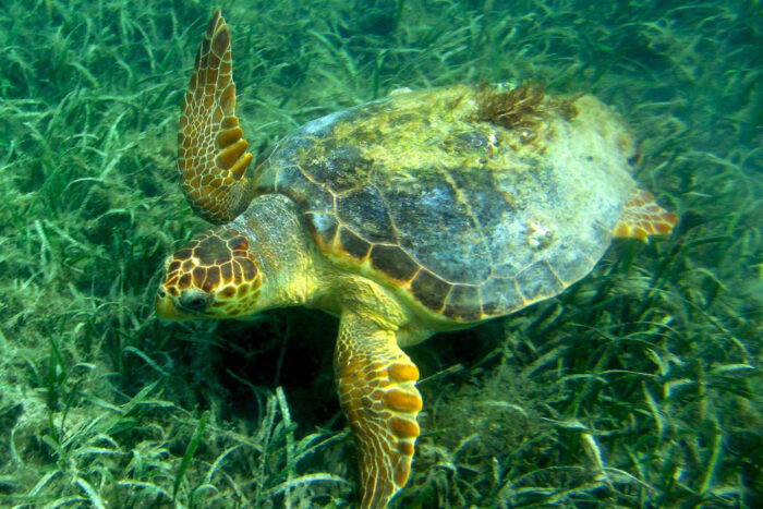 Turtle Species Spotlight: The Loggerhead Sea Turtle - Conservation Efforts And Challenges