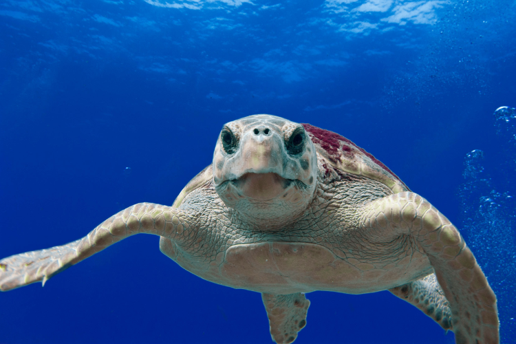 Turtle Species Spotlight: The Loggerhead Sea Turtle - Conservation Efforts And Challenges