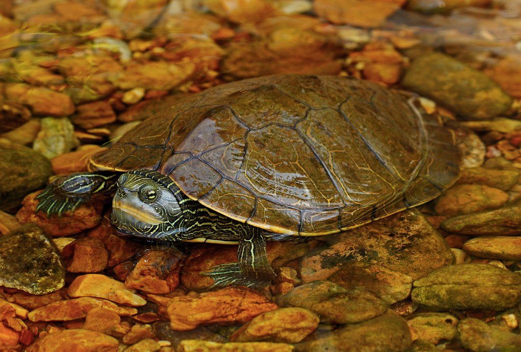 Turtle Species Spotlight: The Map Turtle - Care And Habitat Requirements