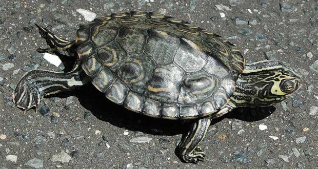 Turtle Species Spotlight: The Map Turtle – Care And Habitat Requirements