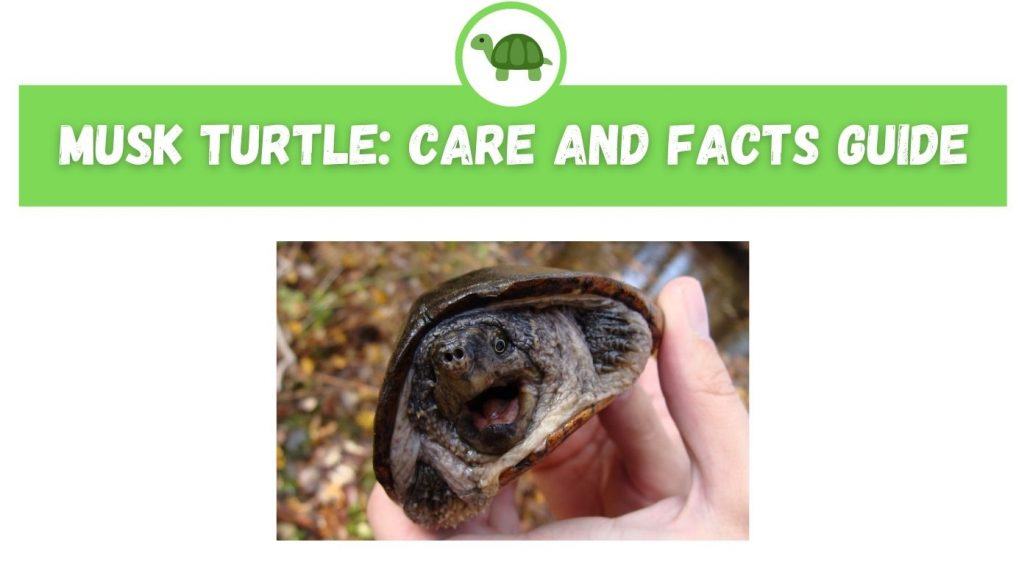 Turtle Species Spotlight: The Musk Turtle – Care And Feeding Tips