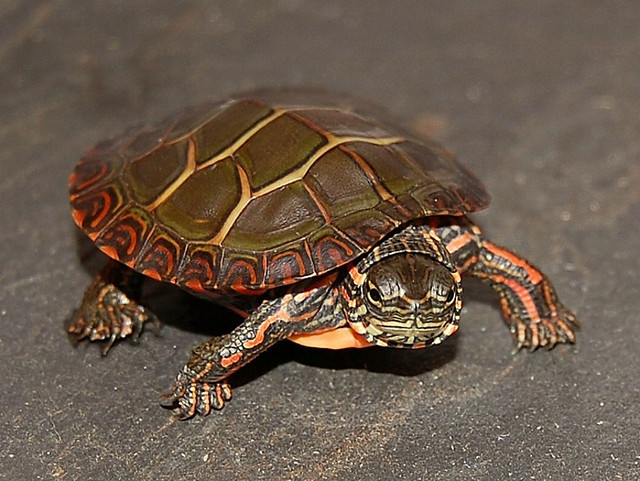 Turtle Species Spotlight: The Painted Turtle – Care And Maintenance
