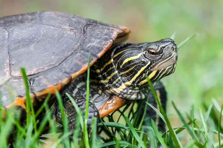 Turtle Species Spotlight: The Painted Turtle - Care And Maintenance
