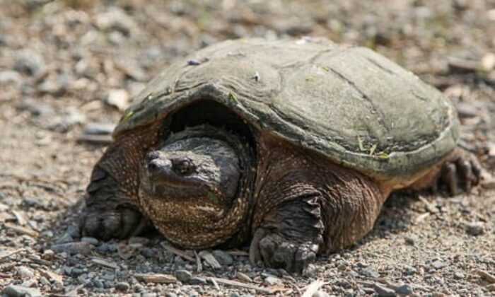 Turtle Species Spotlight: The Snapping Turtle – Care And Handling Guidelines