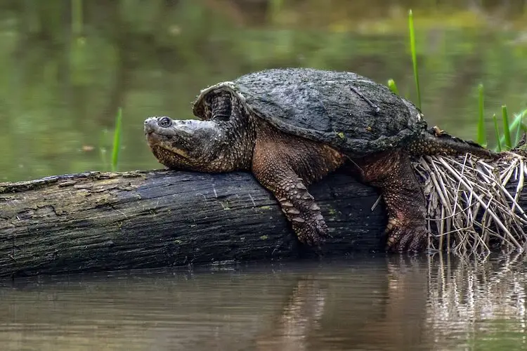 Turtle Species Spotlight: The Snapping Turtle - Care And Handling Guidelines