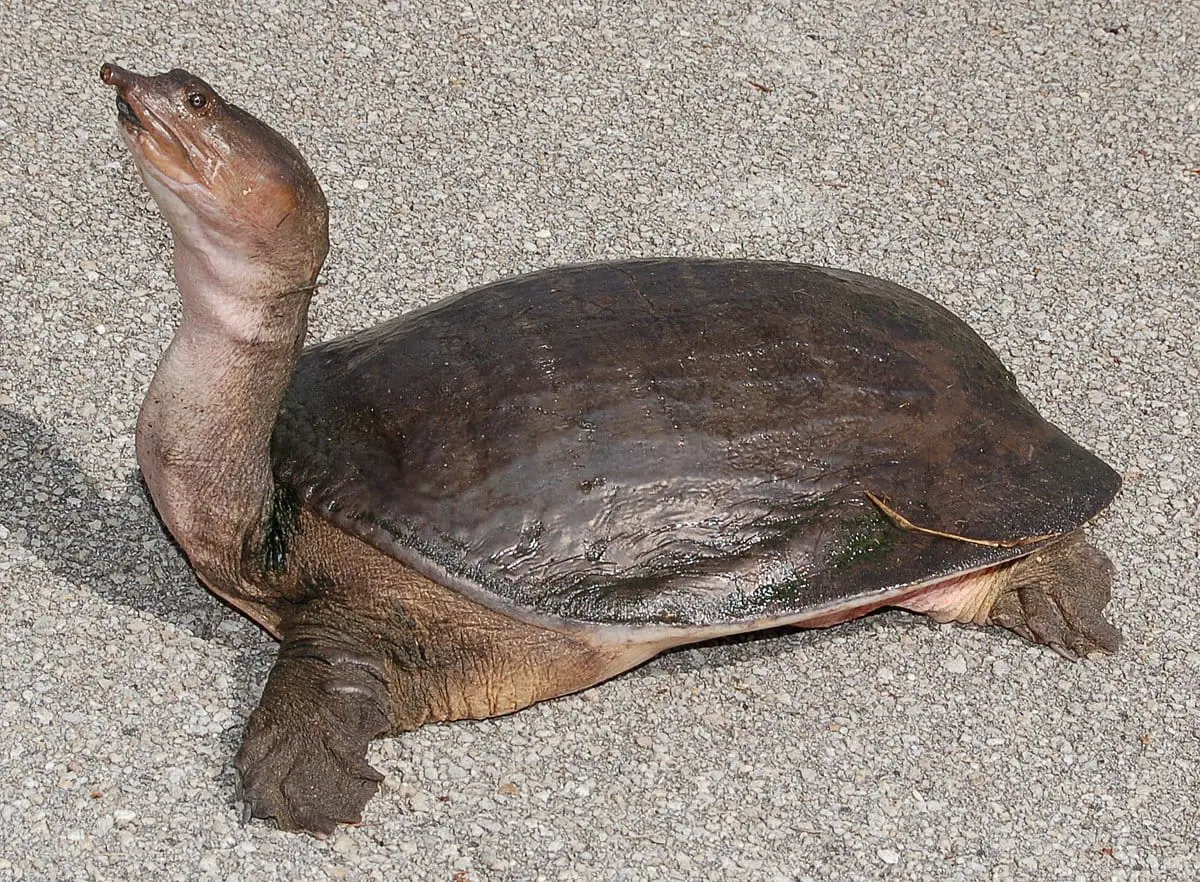 Turtle Species Spotlight: The Softshell Turtle – Unique Characteristics And Care