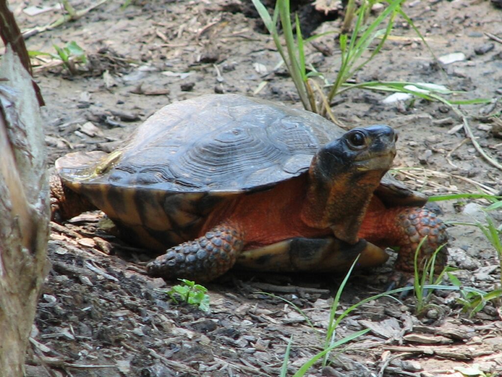 Turtle Species Spotlight: The Wood Turtle - Natural Habitat And Conservation Status