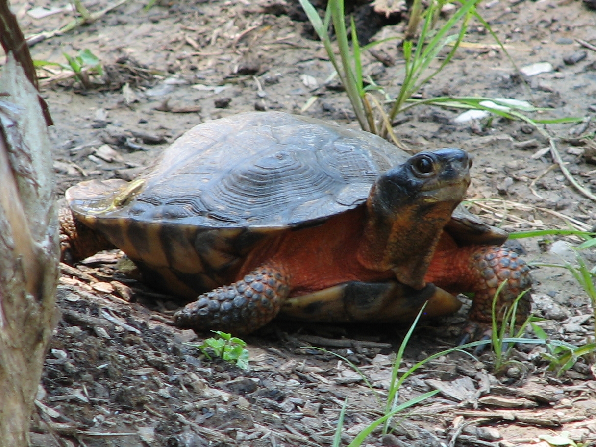 Turtle Species Spotlight: The Wood Turtle – Natural Habitat And Conservation Status
