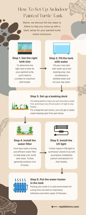 Turtle Tank Setup: Step-by-Step Guide For A Healthy Environment