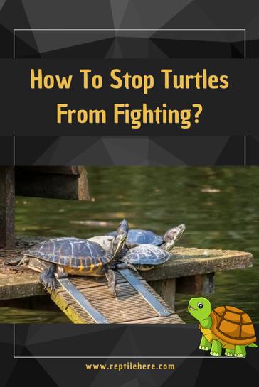 Understanding And Managing Aggression In Baby Turtles