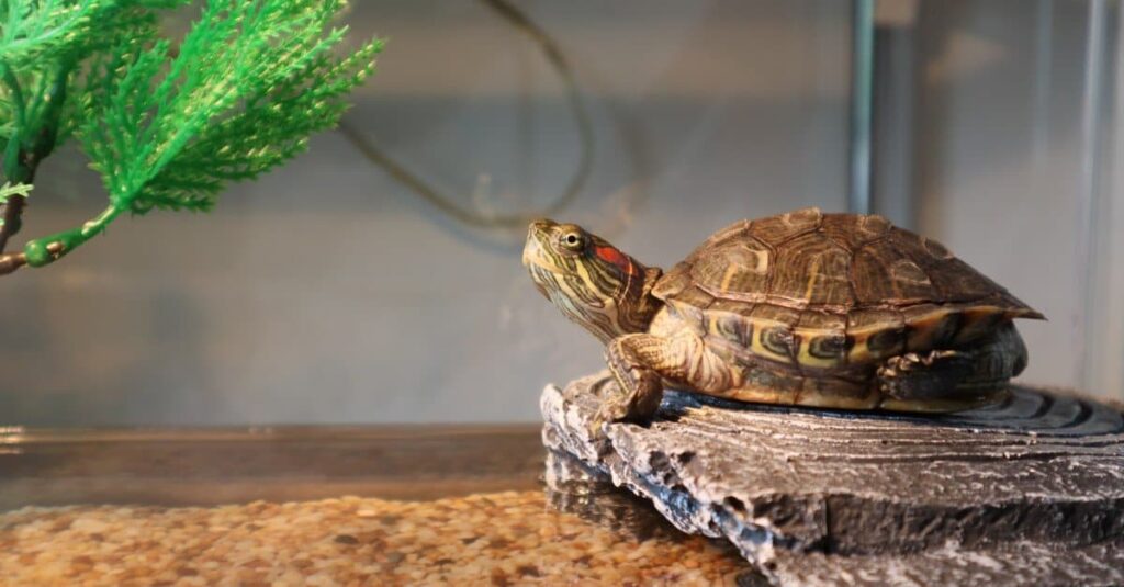 Understanding The Lifespan Of Turtles: How Long Do They Live? - Turtle ...