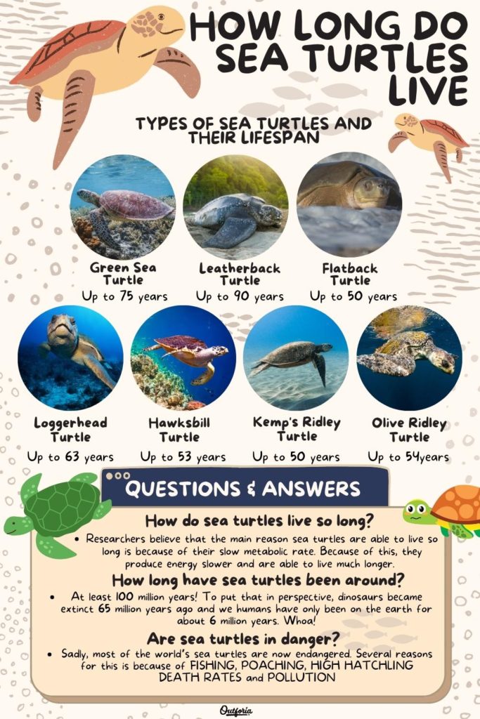 Understanding The Lifespan Of Turtles: How Long Do They Live?