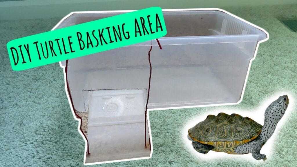 Creating A Comfortable And Safe Basking Area For Baby Turtles